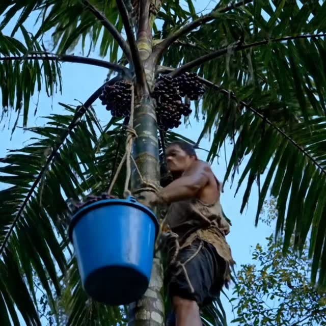 Açaí fruit